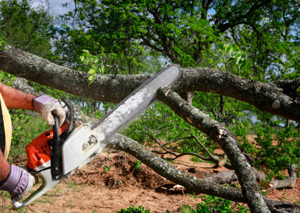 Leaf Removal in Tuscumbia, AL